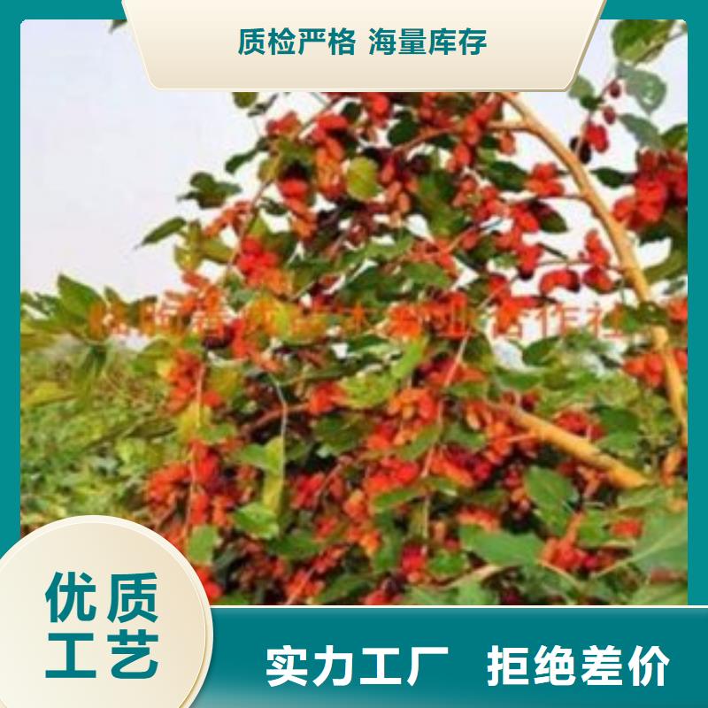 果桑技术工艺层层把关