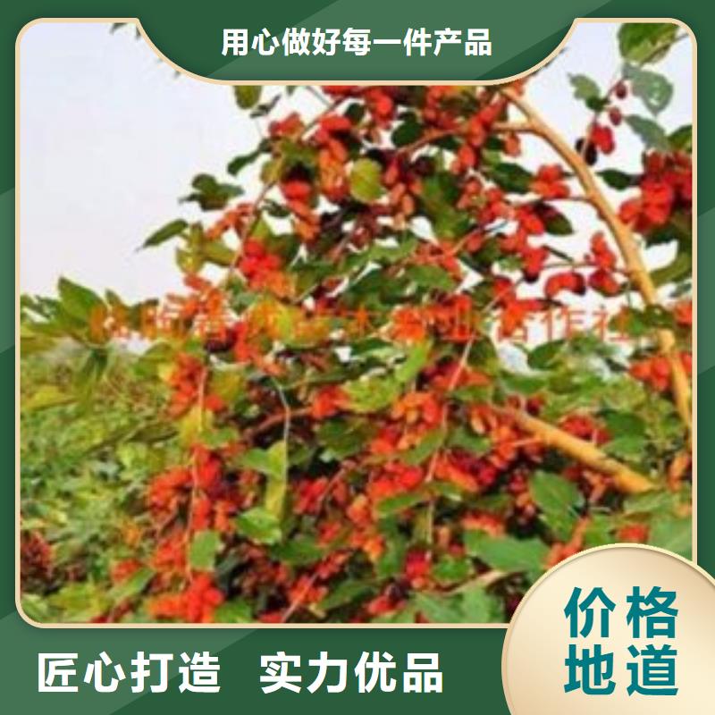 果桑10年品质_可信赖
