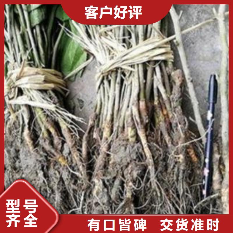 #果桑#性价比高当地供应商