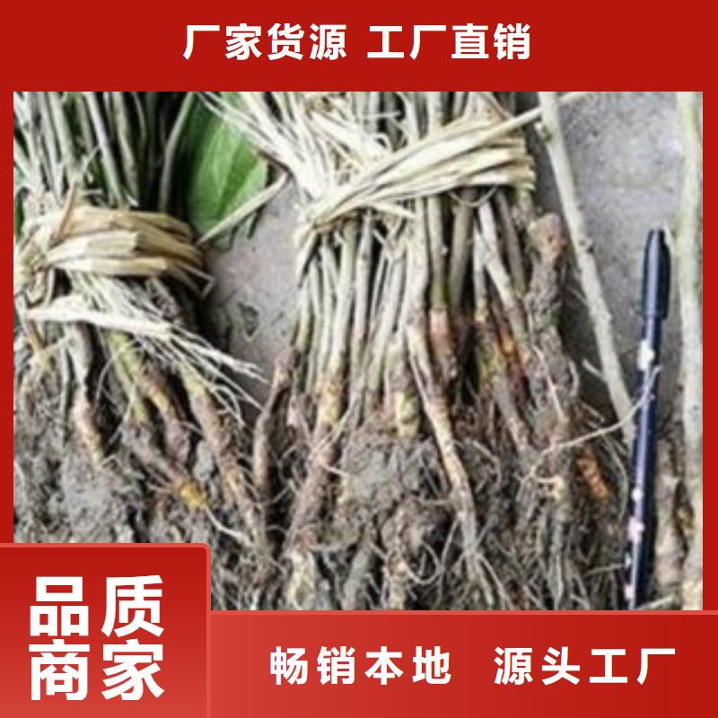 果桑工艺精湛