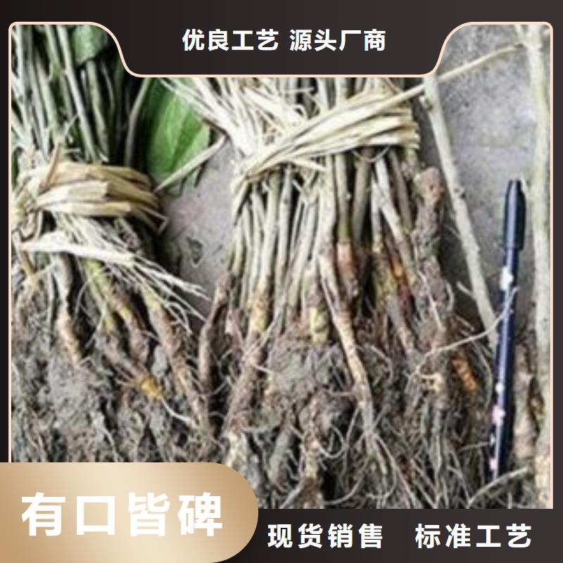 果桑-一家专业的厂家无中间商厂家直销