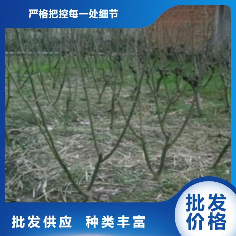 生产果桑的厂家品质优选