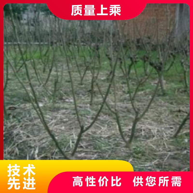 果桑可靠优惠当地公司