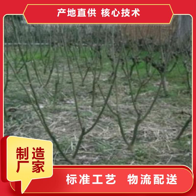 果桑【多图】