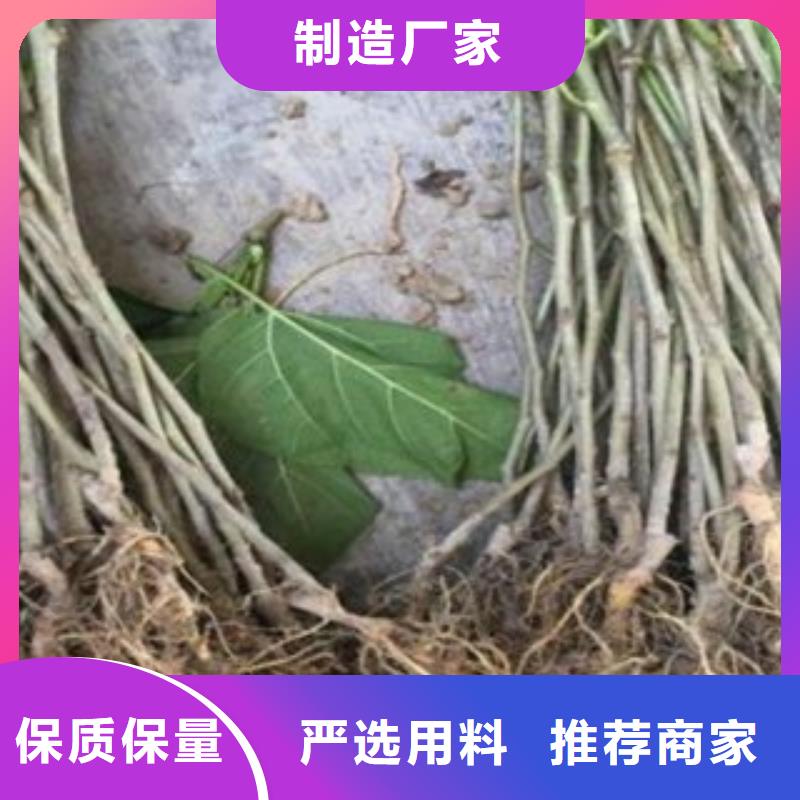 销售果桑_品牌厂家厂家