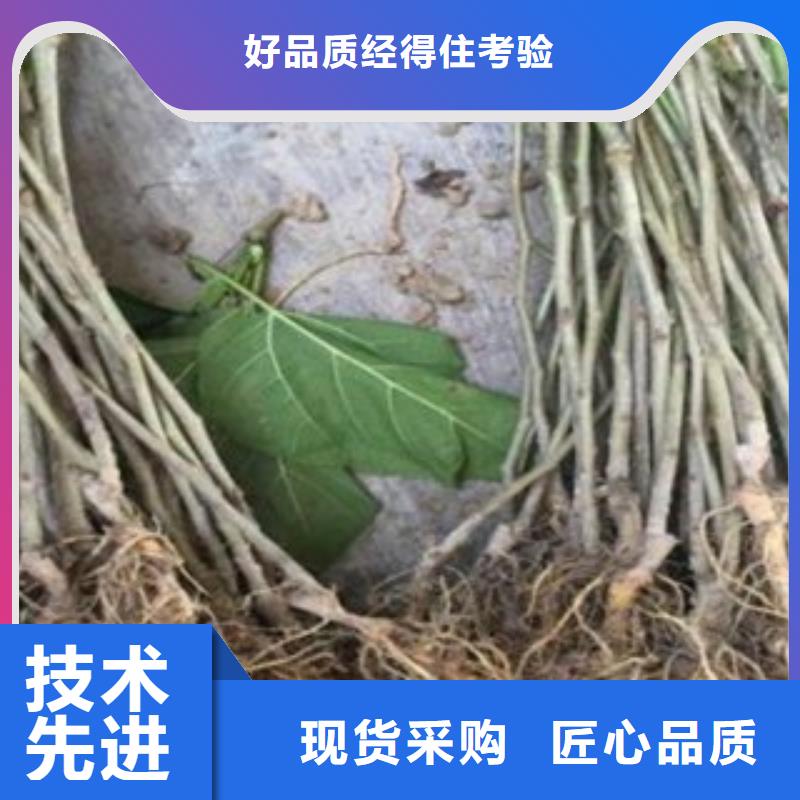 果桑多年老厂家