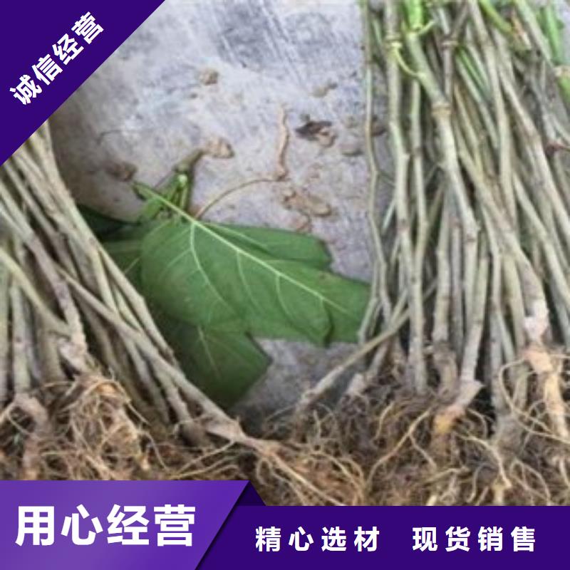 果桑资质全可信赖
