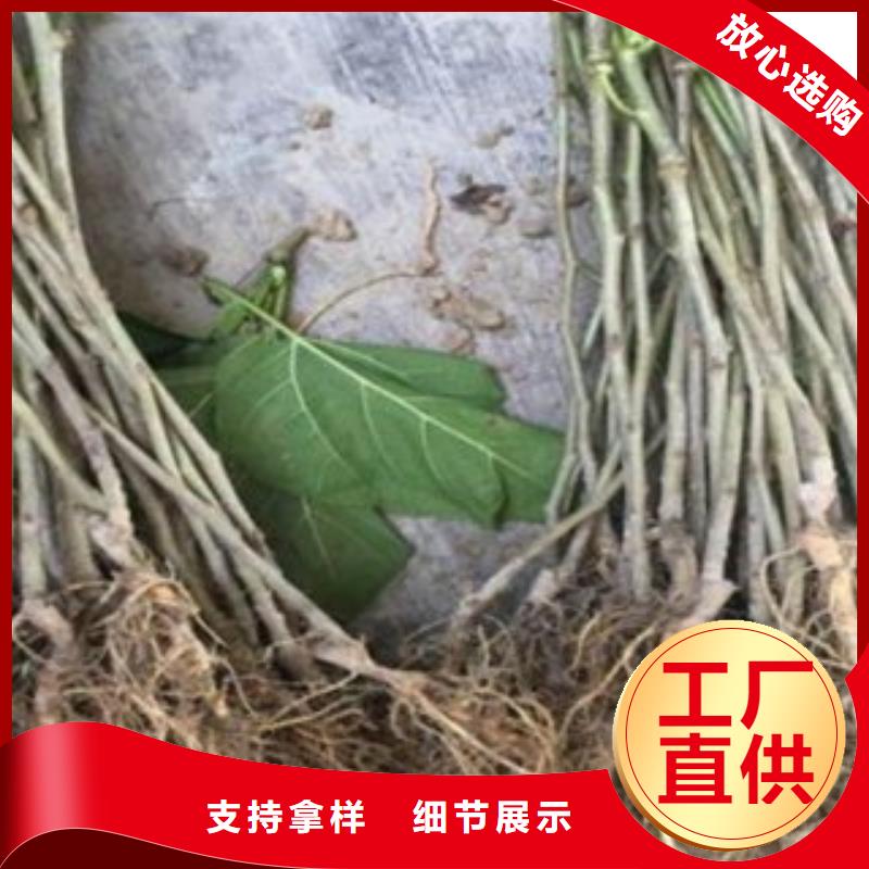 果桑厂家直发-价格透明