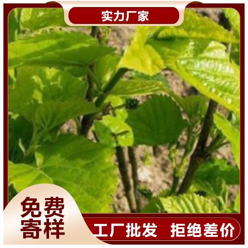 质优价廉的果桑供货商源头厂家