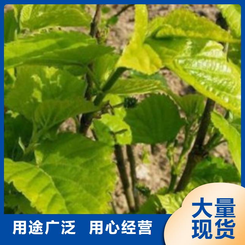 供应果桑的销售厂家现货采购