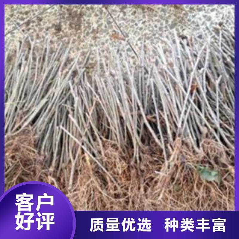 销售果桑的厂家
