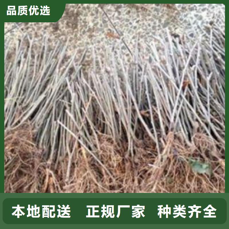 果桑-看百家不如一问快捷的物流配送