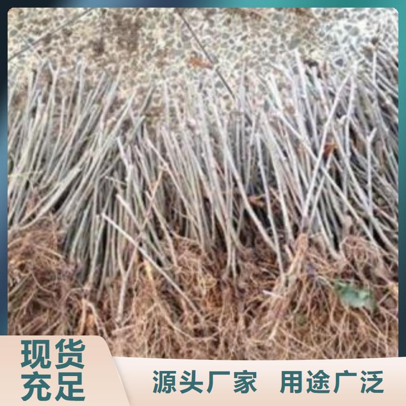 果桑品种齐全质量牢靠