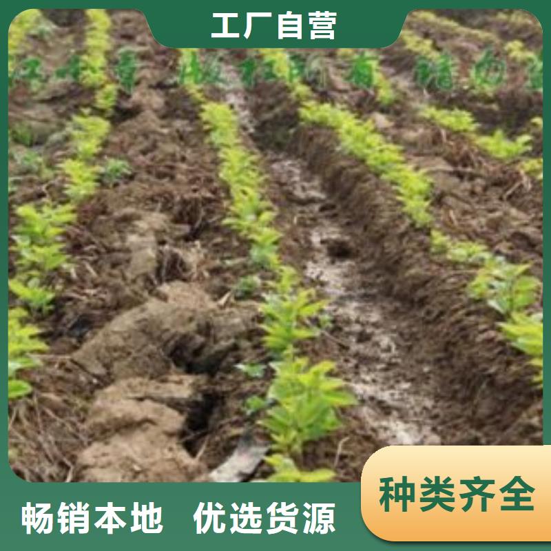 ​供应果桑的公司24小时下单发货