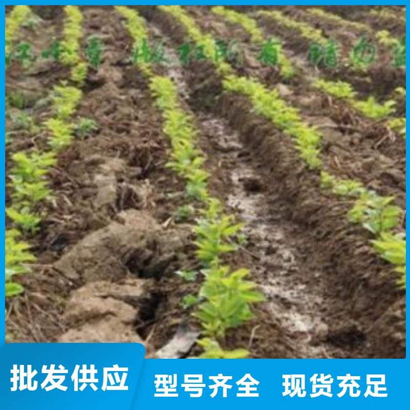果桑大厂家买的安心