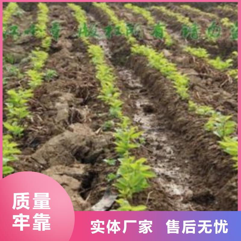 果桑厂家直发-价格透明