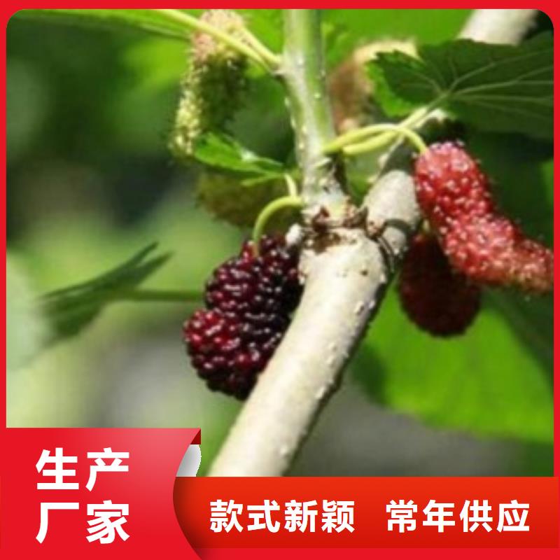 果桑厂家/欢迎致电质量层层把关