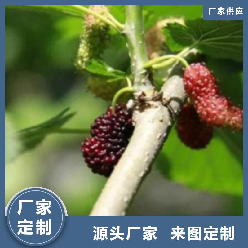 果桑厂家特惠当地厂家