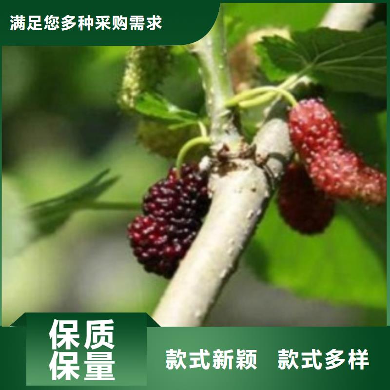 #果桑#-质量过硬