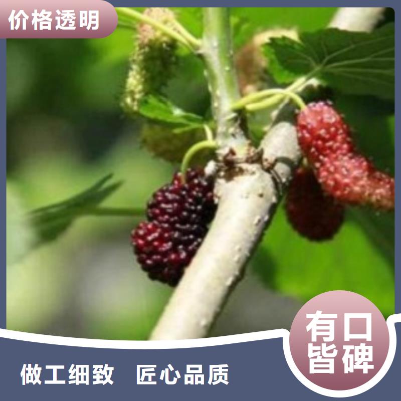 果桑、果桑厂家直销-值得信赖低价货源