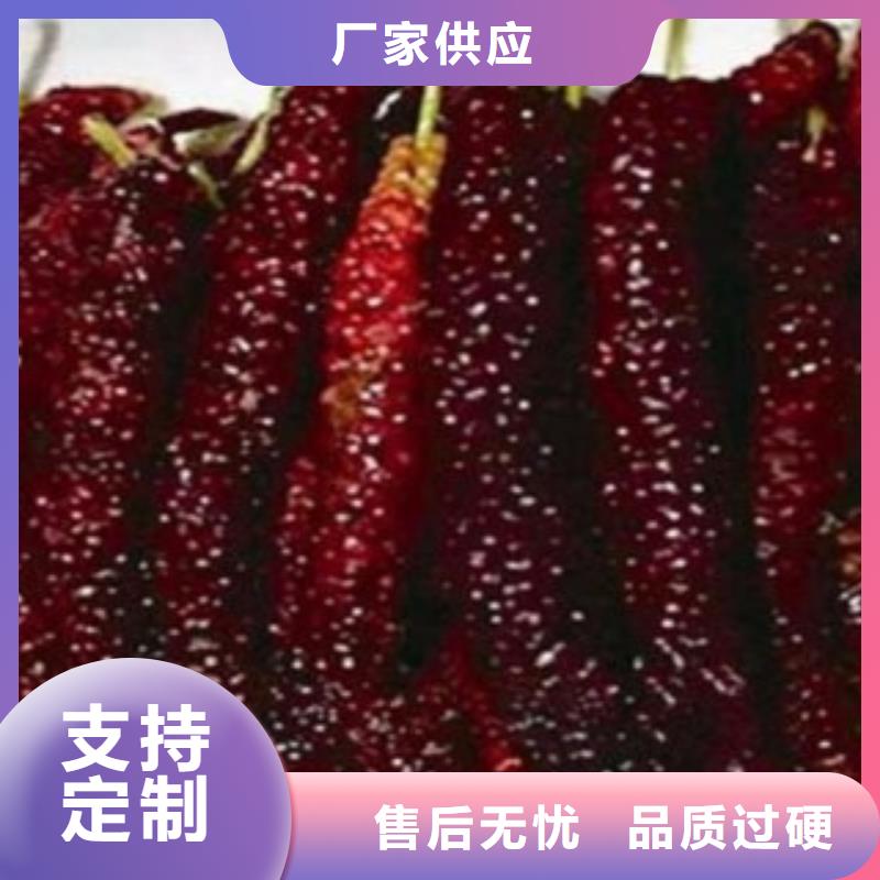 供应批发果桑-全国配送