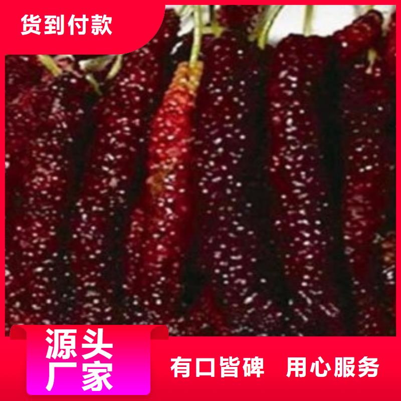 果桑品种多价格低