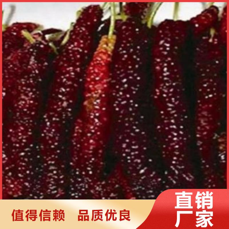 果桑-厂家直供