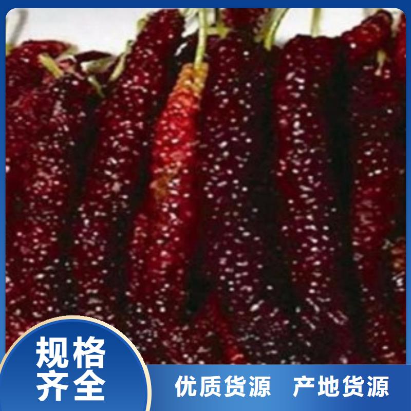 #果桑#-价格低款式多样