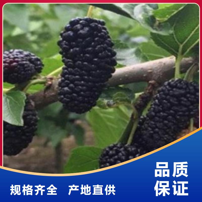 质量可靠的果桑厂商常年供应