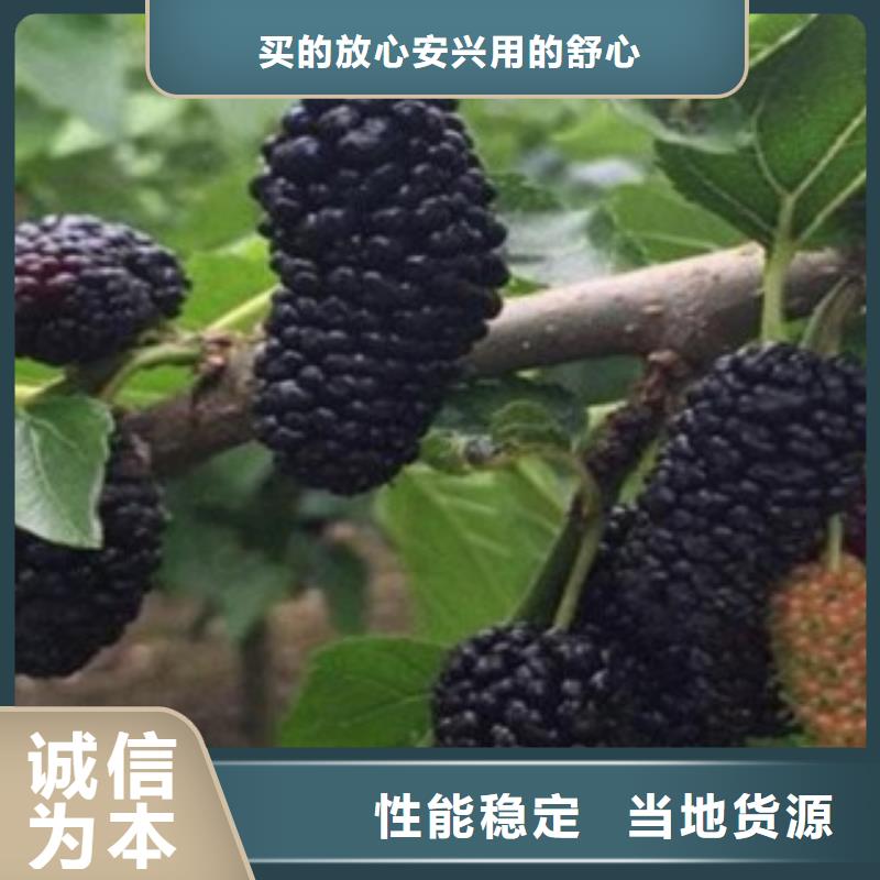 果桑-联系方式
