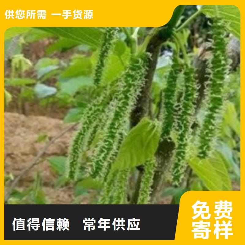 质量合格的果桑生产厂家