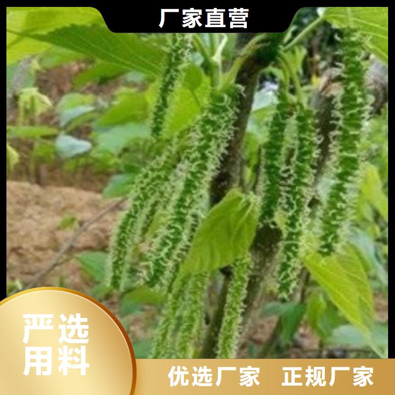 支持定制的果桑销售厂家本地生产厂家