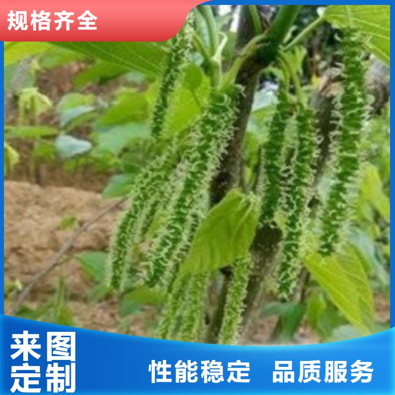 果桑厂家直发-价格透明