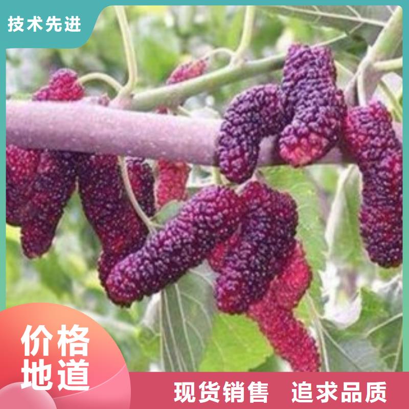 果桑欢迎下单真正让利给买家