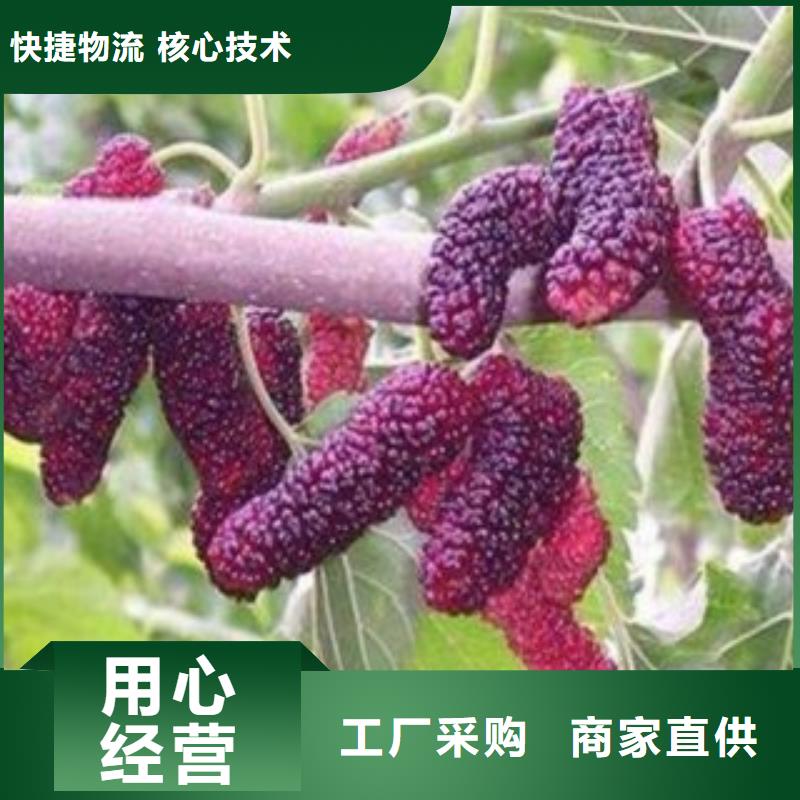 价格合理的果桑公司