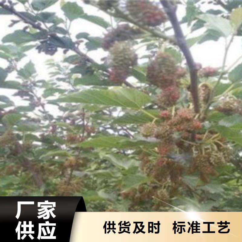 果桑2025畅销新品源头采购