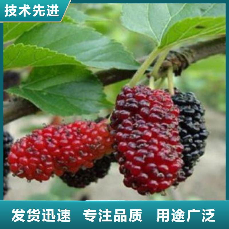 值得信赖的果桑细节决定品质