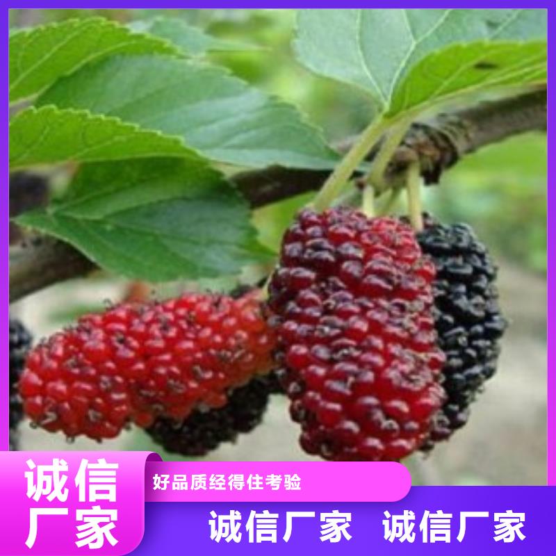 价格合理的果桑公司