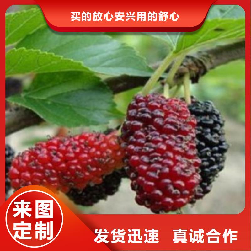在销售果桑的厂家地址