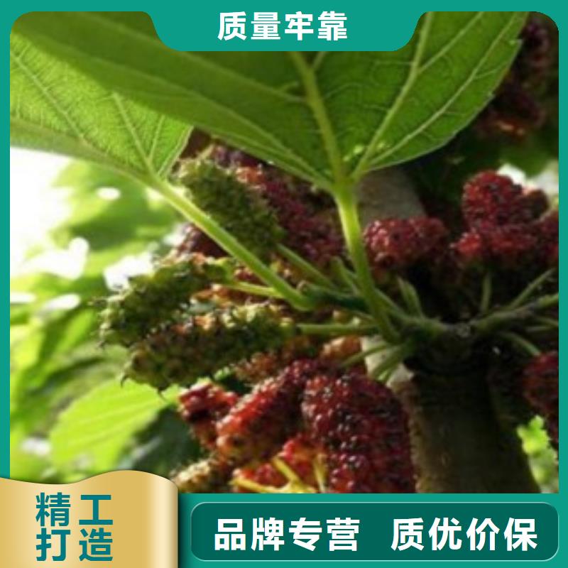 果桑全国施工