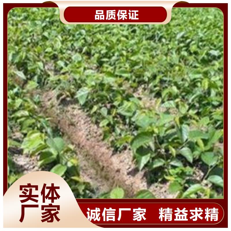有现货的果桑厂家现货供应