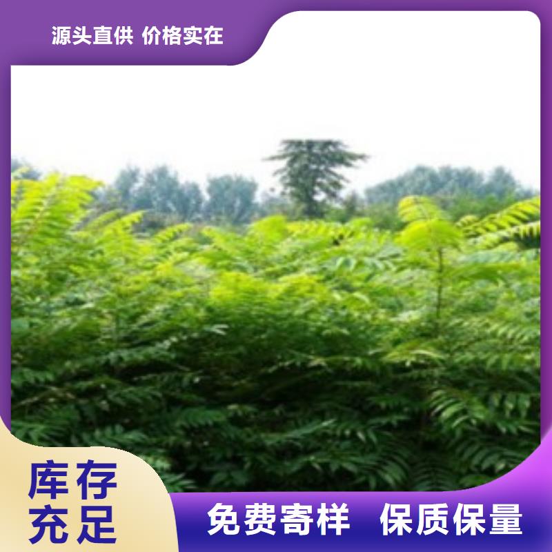 香椿价格合适