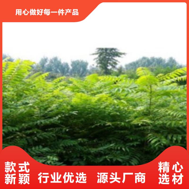 香椿价格合适厂家现货供应