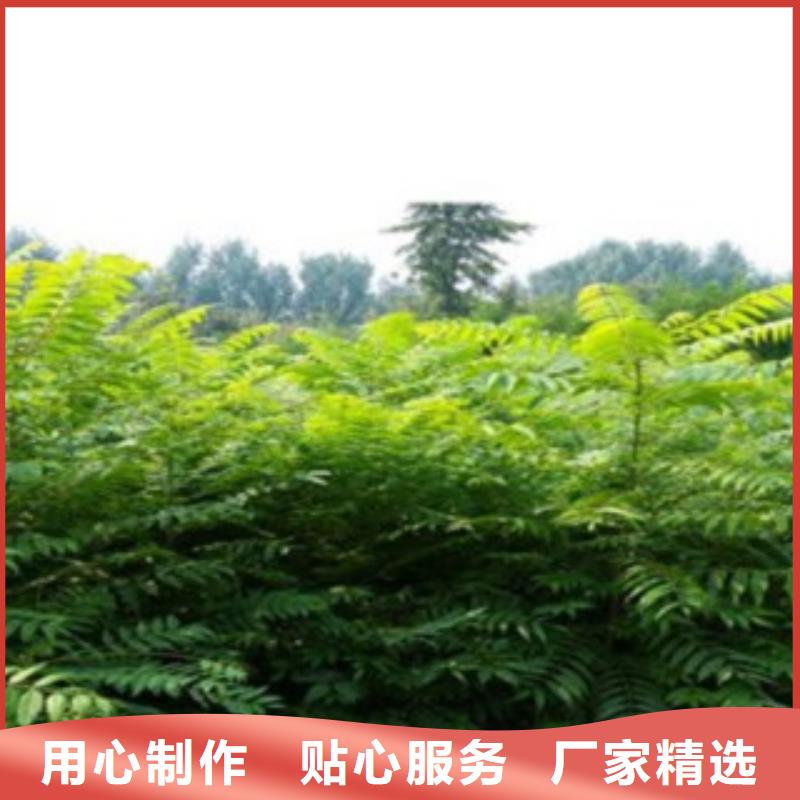 香椿物流快捷