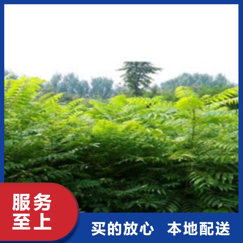 香椿质量保证