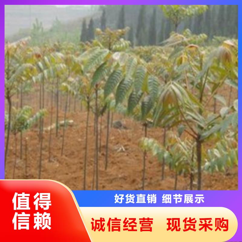 香椿价格合适