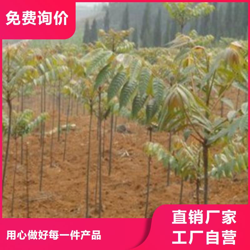 香椿优惠中