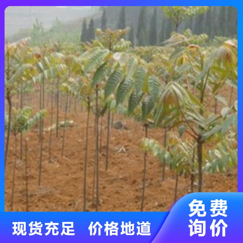 质量可靠的香椿销售厂家
