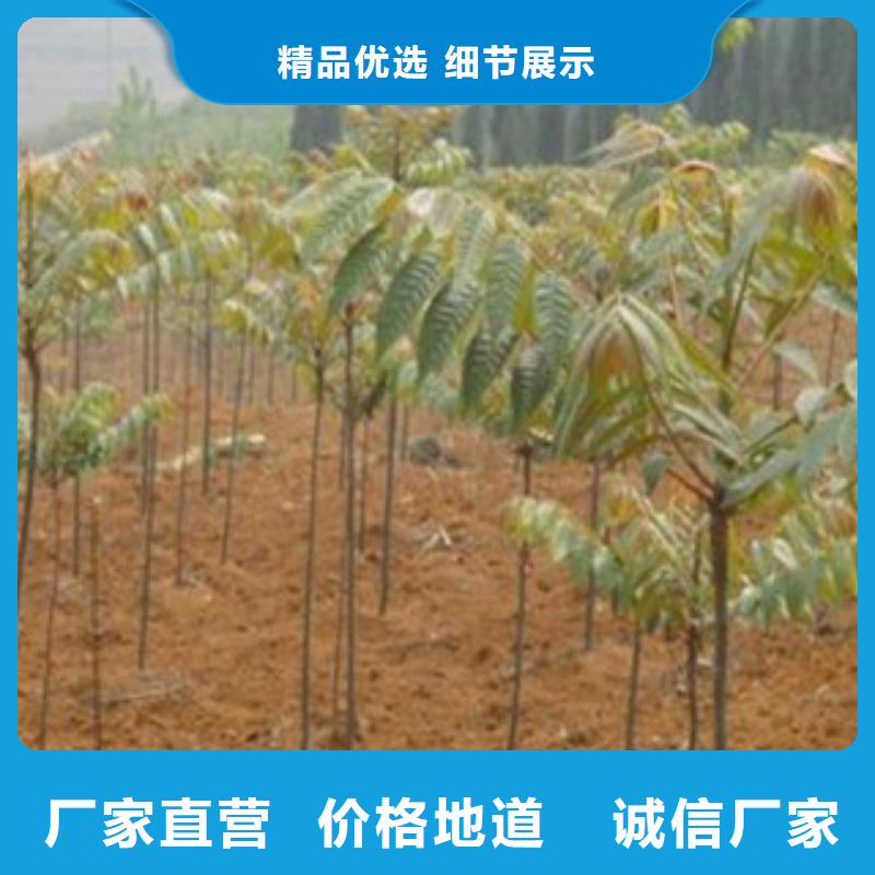 香椿-好品质、放心买