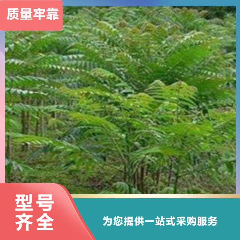 生产香椿的经销商出厂价